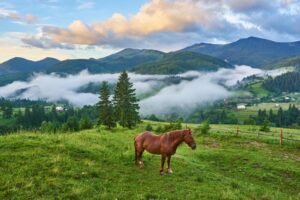 Read more about the article A horse isn’t useful until broken