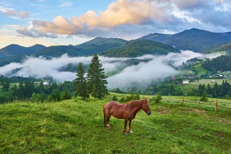 Read more about the article A horse isn’t useful until broken